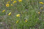 Lance coreopsis